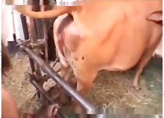 Going to the farm and playing games with the animals